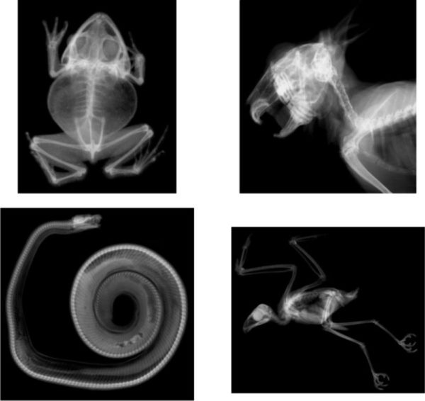 Animal X-Rays (13pcs)-13495